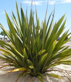Phormium tenax green